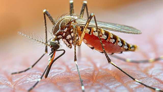 Febbre del nilo a Oristano, dal Comune parte l'allerta: 