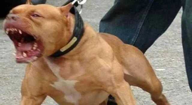Nonna e nipote di due anni aggredite da tre pitbull: la bimba è grave 