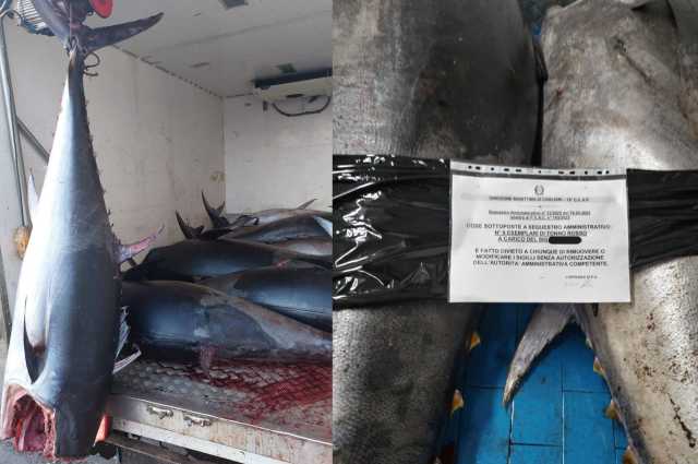 Teulada, sequestrate quasi due tonnellate di tonno rosso illegale: scattano le sanzioni