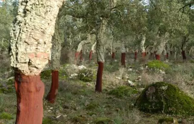 Tutela delle sugherete sarde, al via la campagna di lotta aerea 