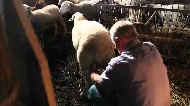 Arrivano gli aiuti per gli allevatori sardi: la Regione stanzia 2,8 milioni