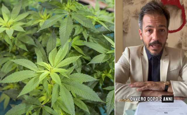 Cagliari, gli sequestrarono 700 chili di infiorescenze di canapa: 