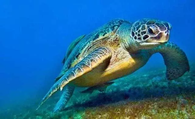 Piccola tartaruga marina morta in spiaggia a Pistis: si indaga sulle cause