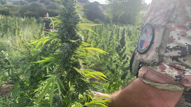 Desulo, coltivano marijuana in un ovile: arrestati due fratelli