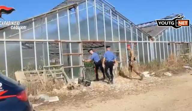 Trecento piante di canapa indiana nelle serre comunali abbandonate: maxi sequestro a Sestu
