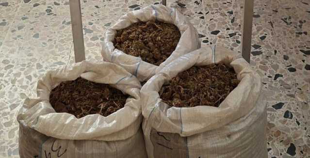 Sanluri, nascondeva 9 chili di marijuana nell'ovile: allevatore in manette