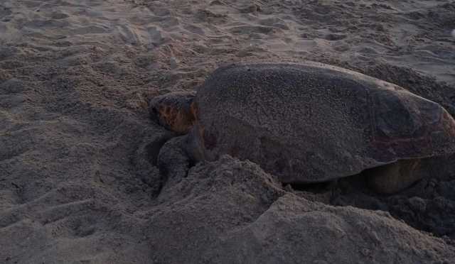 Tartaruga depone le uova nella spiaggia di Maladroxia: le foto a Sant'Antioco