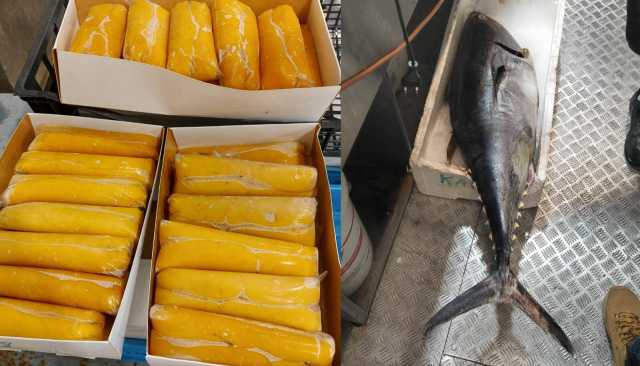 Cagliari, sequestrati 200 chili di tonno rosso e bottarga senza tracciabilità