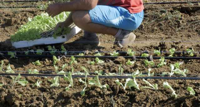 Le proteste in Sardegna contro i tagli Ue all'agricoltura: 