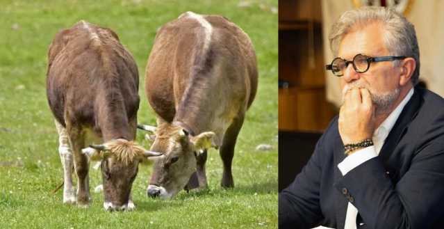 Dermatite dei bovini, al via il piano di vaccinazione ufficiale: 