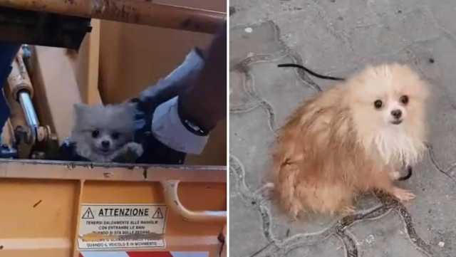 Cagliari, cagnolino trovato in mezzo ai rifiuti e dentro un sacco nero: salvato dai netturbini