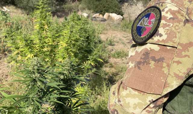 In casa nascondeva una coltivazione di marijuana: arrestato un quarantenne di Tortolì
