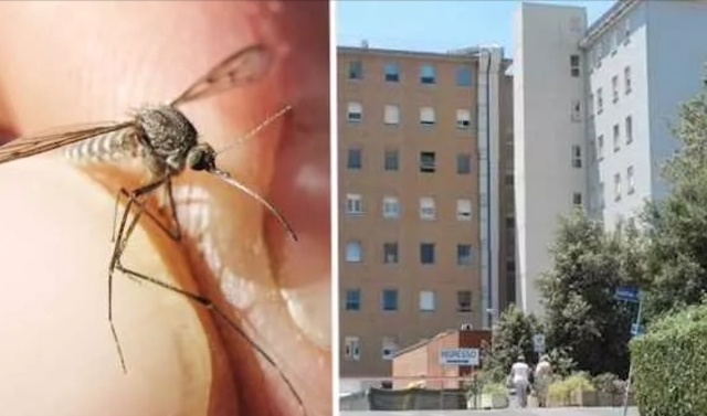 Allarme febbre del Nilo: scoperto un caso a Oristano 