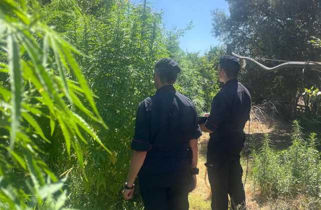 Nel frutteto accanto all'ovile una piantagione di marijuana: due arresti a Samassi