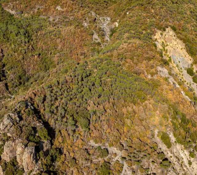 Aree verdi in Sardegna, 8 milioni e mezzo per rinaturalizzare territori degradati