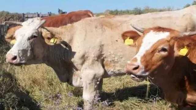 Emergenza dermatite bovina: dopo lo scontro, maggioranza e opposizione lavorano assieme