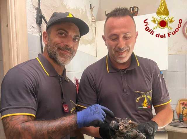 Ittiri, i vigili del fuoco salvano un gattino appena nato caduto dentro un tubo pluviale