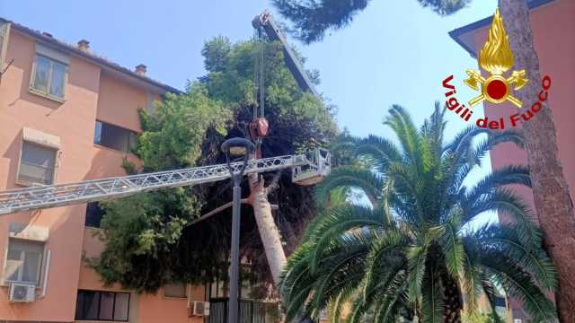 Assemini, albero cade su una palzzina: danneggiati balconi e sfondata una vetrata