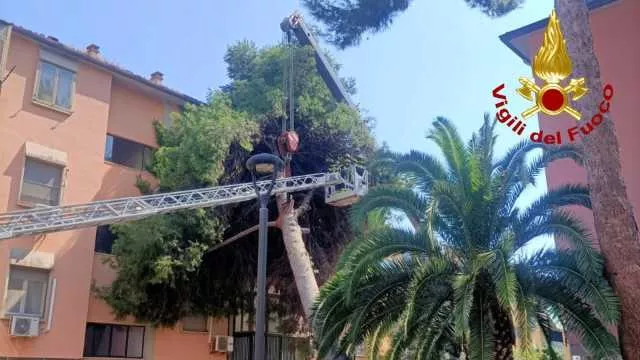 Assemini, albero cade su una palazzina: danneggiati balconi e sfondata una vetrata