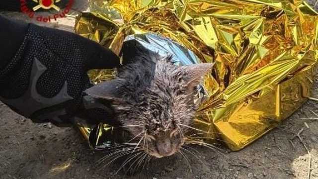 San Sperate, gatto finisce in un vascone d'acqua e rischia di annegare: salvato