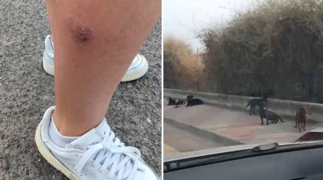 Cagliari, accerchiata e aggredita da cani randagi: 