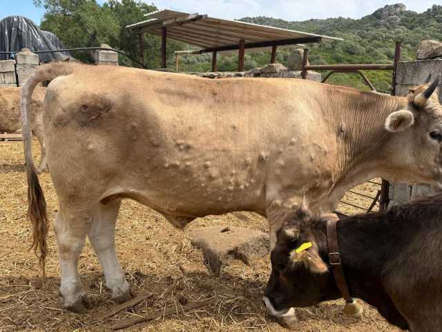 Dermatite dei bovini, il Centro Studi Agricoli: 