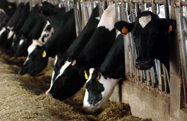 Dermatite nodulare, il Centro Studi Agricoli: 