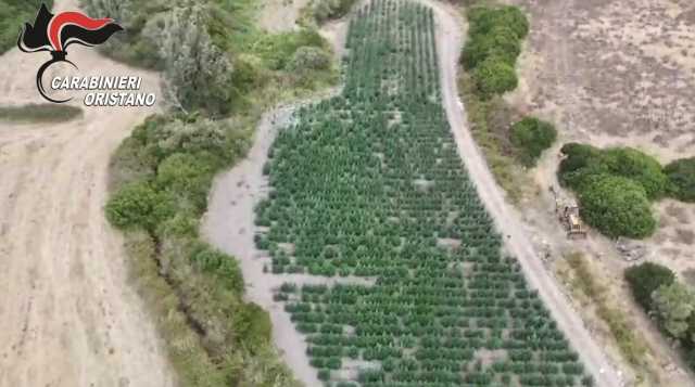 Una maxi piantagione di marijuana con oltre 4500 piante a Villaurbana: 8 arresti (Video)