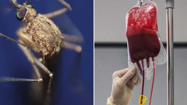 Dona il sangue e scopre di essere positivo alla Febbre del Nilo: il nuovo caso (asintomatico) a Oristano