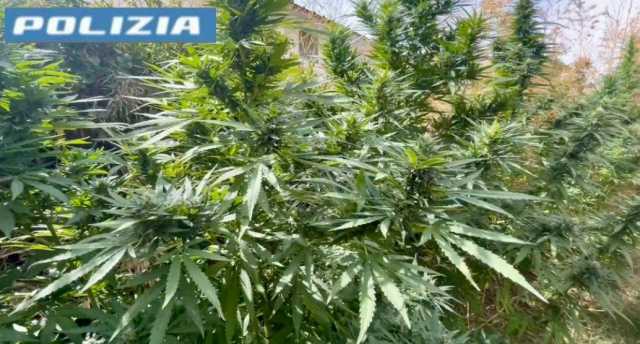 Quartu, piante di marijuana da 3 metri e mezzo in casa: arrestato 60enne 