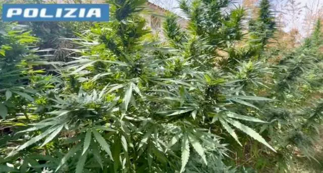Quartu, piante di marijuana da 3 metri e mezzo in casa: arrestato 60enne 