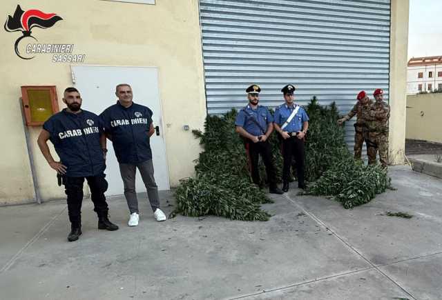 Piantagione Cannabis Bottidda