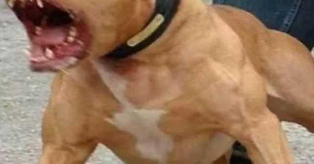 Cagliari, dipendente aggredita dai pitbull nel cortile della scuola: cani sequestrati e trasferiti