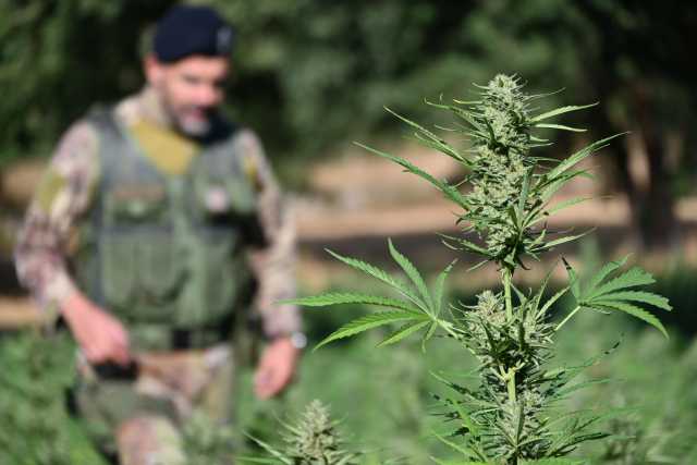 Da Talana a Villagrande passando per Tortolì: scoperte tre piantagioni di marijuana