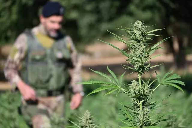 Da Talana a Villagrande passando per Tortolì: scoperte tre piantagioni di marijuana