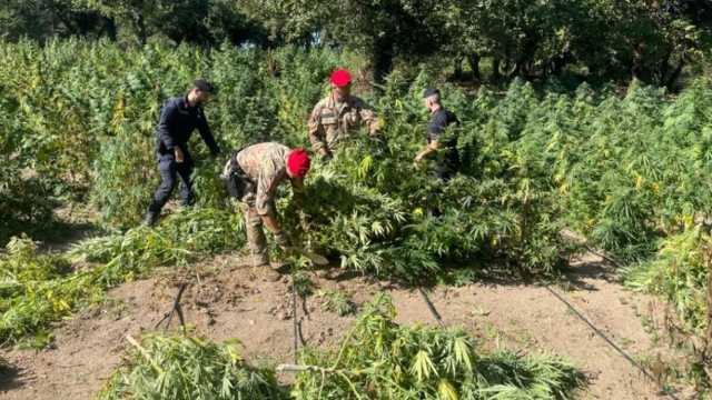 Oschiri, smantellata maxi coltivazione da 400 piante di marijuana: 3 arresti