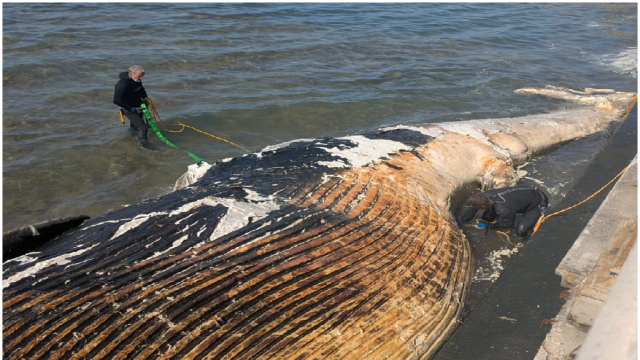 Trovata la carcassa di una balena spiaggiata, la scoperta choc a Livorno 