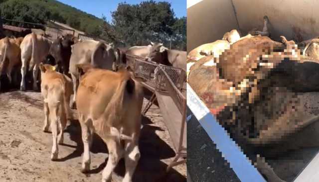 Dermatite bovina, la denuncia: 