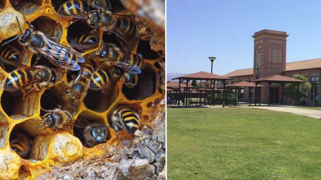 A Cagliari l'invasione di vespe fa chiudere il parco dell'ex vetreria di Pirri