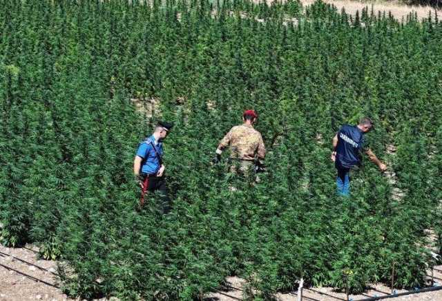 Oristano, scoperta una maxi piantagione di marijuana: 4 arresti (video)
