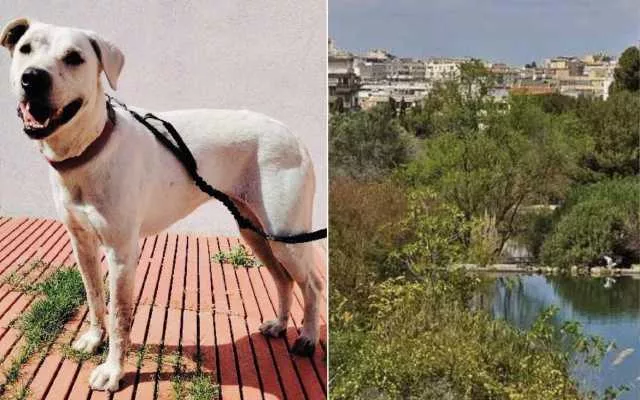 Teodora, la cagnolina che viveva nel parco di Monte Urpinu, ha una nuova famiglia
