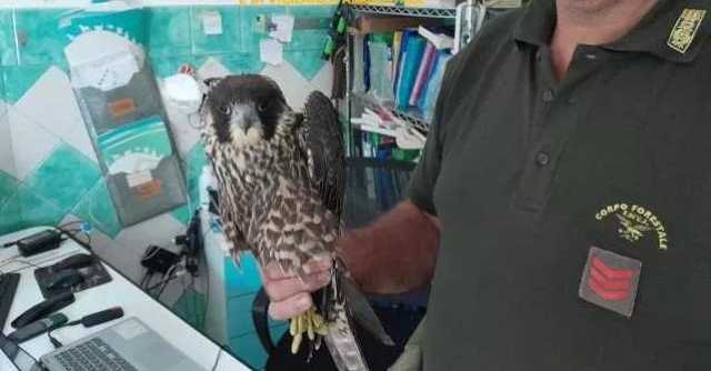 Animali feriti o morti e ancora incendi in Sardegna: il mese di settembre per il Corpo forestale
