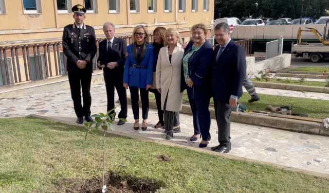 Settimana verde, piantata a Cagliari una talea dell’albero di Falcone: “Un grande simbolo”