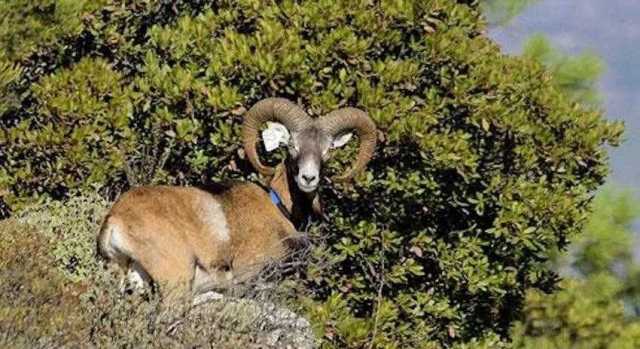 Muflone ucciso e decapitato a Urzulei: la scoperta del corpo forestale, via alle indagini