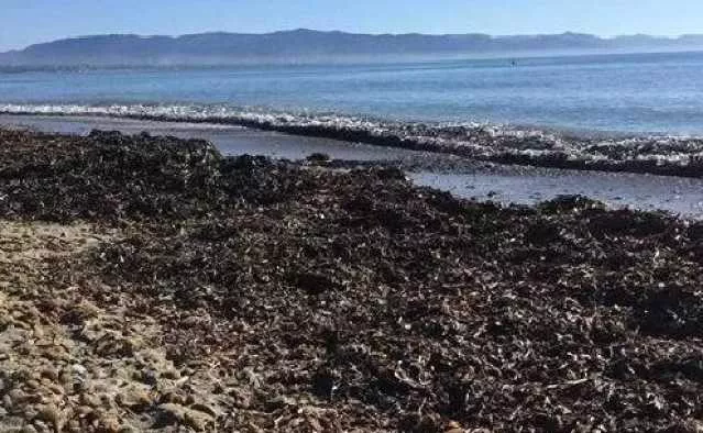Posidonia spiaggiata, via libera dalla Giunta regionale: 700mila euro per i comuni costieri