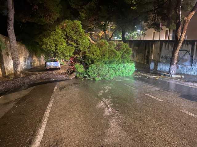 Paura a Cagliari, grosso albero crolla in viale Sant'Ignazio di fronte all'Università
