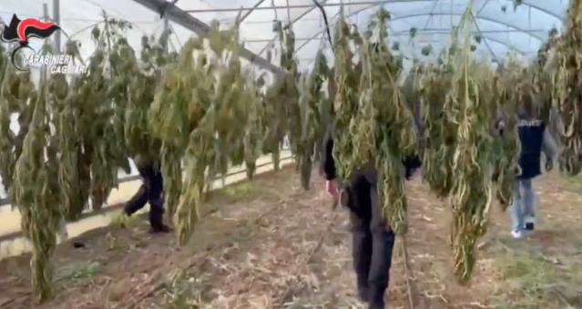 Monastir, scoperta una maxi piantagione di cannabis con migliaia di piante: sei arresti
