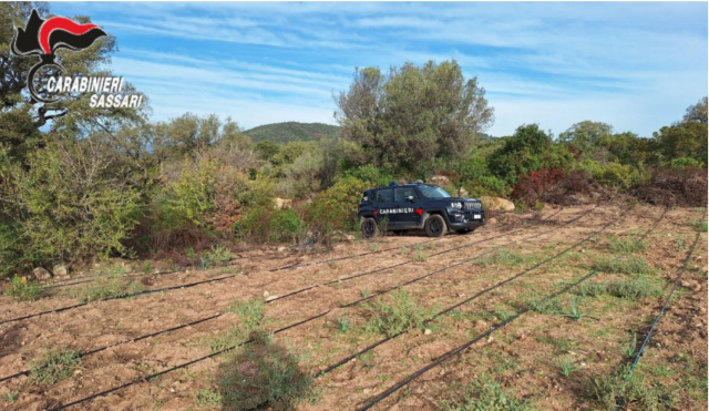 Scoperta una maxi coltivazione di marijuana con oltre duemila piante: il sequestro nel nord dell'Isola