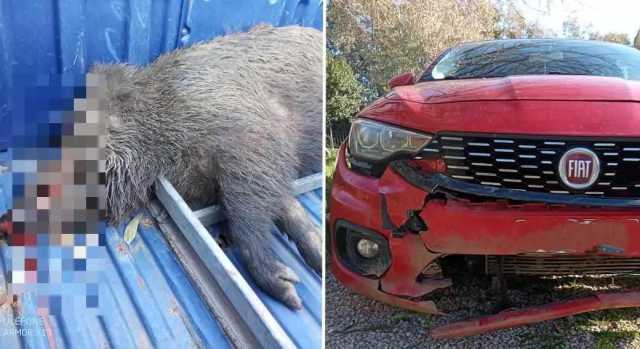 Incidenti stradali causati dalla auna selvatica: la Regione stanzia quasi 500mila euro per i Comuni più colpiti