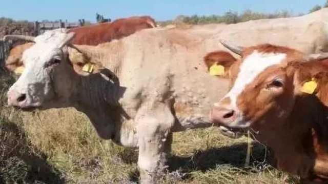 Dermatite Dei Bovini Mucca Dermatite bovina, Confagricoltura: